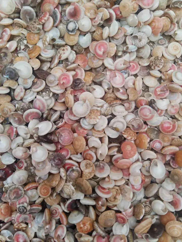 Seashell Accessories: Vietnam’s Coastal Treasures in Global Fashion & Decor